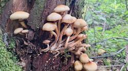 20260816_150455-3w.thumb.jpg.f55f2c3474aeac7dcb9ff069501ba0ff.jpg