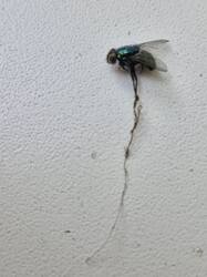 20260818_112214.thumb.jpg.65aea158632c08bdcca86490809f6a46.jpg