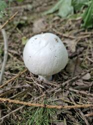 20260822_130851.thumb.jpg.f96b4fae7ececd267155fae713810814.jpg