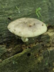 20260823_120335.thumb.jpg.5ed4dbf934ca638fe01920c00564e21b.jpg