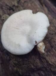 20260826_120655.thumb.jpg.b8cef40b45122c1e7a858e6dd58e8044.jpg