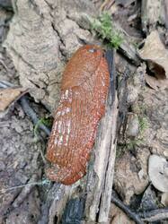 20260829_121622.thumb.jpg.125105161b65ece461fdc85ee4edf945.jpg