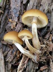 20260829_122951.thumb.jpg.d7b63324cc7de2fc1c8f1e735ff35817.jpg