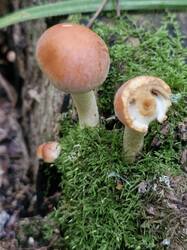 20260829_142936.thumb.jpg.4ef92ad25155d6c84a62a4d87fe83c40.jpg