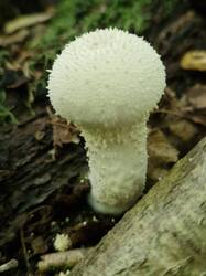 20260830_111407.thumb.jpg.5e8a000763b81a0ddb0e5a68258c6580.jpg