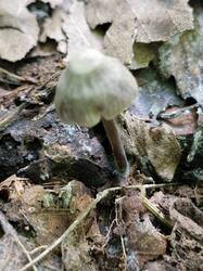 20260830_130750(0).thumb.jpg.ffecf687e5c0974714b8539e9fb4a1ad.jpg
