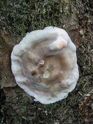 20260830_131313.thumb.jpg.f24a0c6a17d094858685dccf87533716.jpg