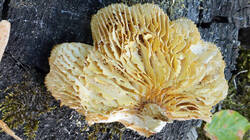 2026948901___Neolentinus_lepideus__202608_08.thumb.jpg.377b18ad18f5d3bf2a2d2b2f529294d4.jpg