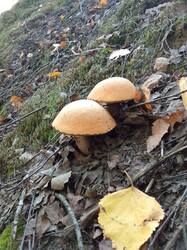 IMG_20260829_073903[1].jpg