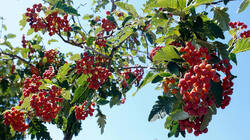 303126773___Scandosorbus_intermedia.thumb.JPG.b615fd3c6797146c0dbb92a904035239.JPG