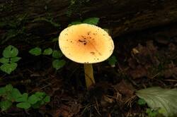 321667453_26-08-18-(8).thumb.JPG.ff26402c244976deec6b52be15b52331.JPG