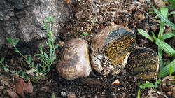 359093777___Pisolithus_arhizus_AWP_202608_28.thumb.JPG.3f0658e6ea0361cac013b269e243b9f0.JPG