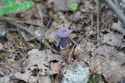 43364646_26-08-22-(5).thumb.JPG.540b8b980405603d164297ebd79e6882.JPG