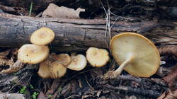 444051239___Polyporus_arcularius.thumb.JPG.e96b21d139afb432a7472c562afe2bca.JPG