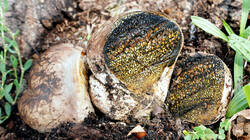 453373193___Pisolithus_arhizus_AWP_2026_08_28.thumb.JPG.abebd2e5052b8d735aea090bc7cc0341.JPG