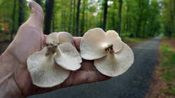 467489698_Pleurotus_pulmonarius__2026_08_28.thumb.JPG.b641778c1ff0e8064c523e94e01cea98.JPG