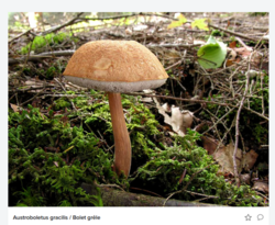475350729_2026-08-1820_04_59-Bolets_FlickrMozillaFirefox.thumb.png.e145ed70501b5a836543379baa741a76.png