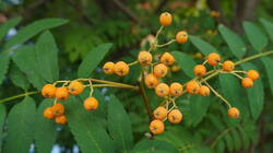 486951959___Sorbus_aucuparia.thumb.JPG.fa527f4294d504493e0db7e89f5b7797.JPG