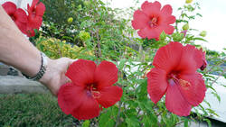 520750531___Hibiscus_moscheutos.thumb.JPG.2bf35adc0ab08e63256edb6221acbd6c.JPG