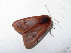 533279145_Phragmatobiafuliginosa.thumb.JPG.b0e4e0e97bdfcfea46d025d6a0eeffb8.JPG