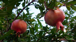 552599232____Punica_granatum_20260817.thumb.JPG.9ffeb7294edd09dbc83a5c61e9b863f9.JPG