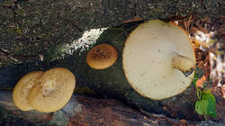 569249553_Polyporus_tuberaster__2026_08_26.thumb.JPG.4984f0afb1978797c0da73c6a041163c.JPG