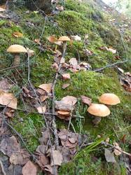 IMG_20260828_064000[1].jpg