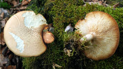 726509948_Neolentinus_lepideus___20260828.thumb.jpg.4b3e3f523964f5550bdea46880351372.jpg