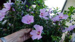 734038452___Hibiscus_syriacus.thumb.JPG.15e1a1bba649216cf00285e26611f5a6.JPG