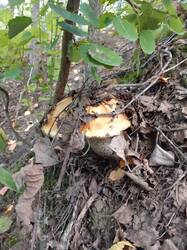 IMG_20260829_070953[1].jpg