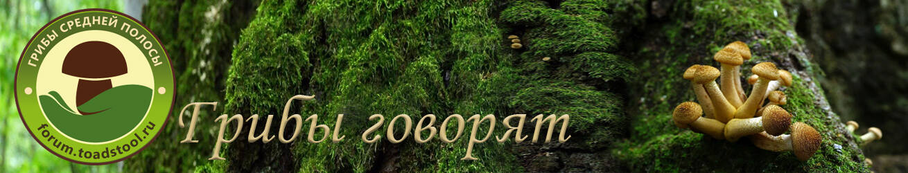 Грибы средней полосы