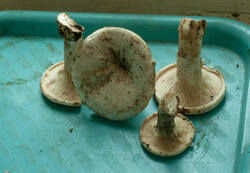 @7582.thumb.jpg.ae67464cd91502ad8abf9a46b30c9d8d.jpg