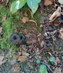 Cornucopioides.thumb.jpg.352d57fa99308441155a96506992d7b9.jpg