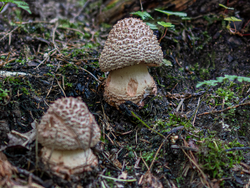 D73A7907.png