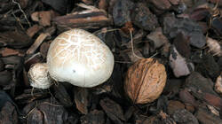 DSC06219.thumb.JPG.87cc46f0c807967bf8ba0781a5456634.JPG