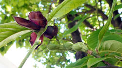 DSC06233.thumb.JPG.6b490d91383a2e7a3551b5a640c00eee.JPG