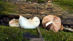 DSC06251.thumb.JPG.03ff31fb72655e3d42ce25684c06a99d.JPG
