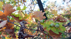 DSC06283.thumb.JPG.055af6c7d080b652ecf164cd01132bed.JPG