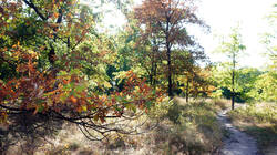 DSC06284.thumb.JPG.167a7cbdbf4445db51d9f16ccfe666bb.JPG