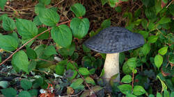 DSC06317.thumb.JPG.62279f7ced97acd563b98db4dde2c096.JPG