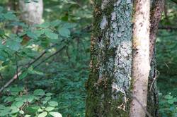 DSC09024.thumb.JPG.2db712152d5ab3cd56977a9c9f1ead75.JPG