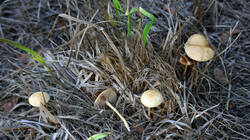 DSC09440.thumb.JPG.e726c4fad534c9211099e20c4903c85d.JPG