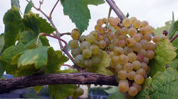DSC09455.thumb.JPG.ae588915f90c7bb672e566a5ae3cba5b.JPG