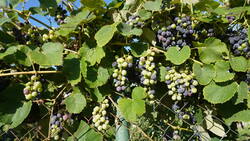 DSC09478.thumb.JPG.ef74cc5ac57867c2cc5522350a61b42c.JPG