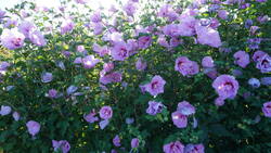 DSC09492.thumb.JPG.2410655de99a4a5ec4d66564f9ea3683.JPG