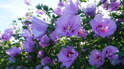 DSC09495.thumb.JPG.06d7272402b0055ffd62af7b024ded52.JPG
