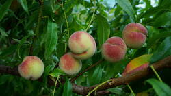 DSC09550.thumb.JPG.8d711c79e0fb06f4fba1b56df4bef0ce.JPG