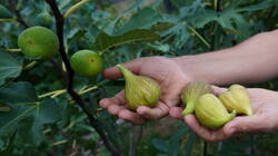 DSC09551.thumb.JPG.6af58dff28055ea8dd1d0061c7f89b7c.JPG