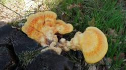 DSC09557.thumb.JPG.3dd44bce44bd357dae61c4e66f526fa5.JPG
