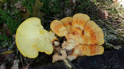 DSC09558.thumb.JPG.c21cd5b3763bc7de382a4a9787a5c6c2.JPG